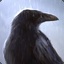 Muninn_Crow