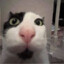 Котафалк