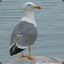 [WF]Seagulls