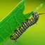 Squishy Caterpillar