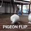 Pigeon Flip