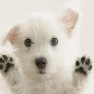 先生养了两只猫