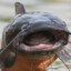 catfish