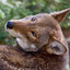 CZ.wolf