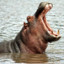 man-eating hippo!!!