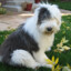Sheepdog320