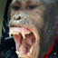 stupid monkey