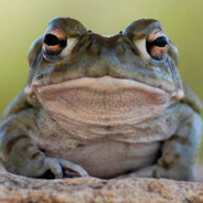 A Toad