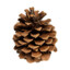 Pinecone