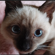 alanmonster – CS2 Stats and Player Profile – Leetify