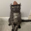 evilmischiefcat