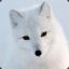 Arctic Fox