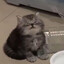 sour cream