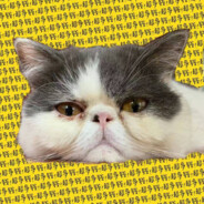 ☼不吃猪肉