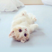 西伯利亚草原狼