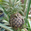 PineappleOwl