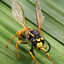 200 Angry Wasps