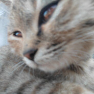 请不要为我心动