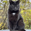 BBC Big Black Cat