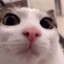 TL