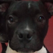 PACK-A-PUG CONCENTRADO