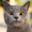 Blue Cat 2
