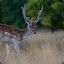 Fallow Deer