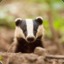 badger