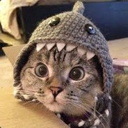 Meow.I&#039;m a Sharkᴺᴳᵁ