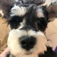 阿克毛 皇马必胜