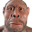 Homo habilis
