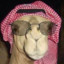 Official Camel Seller