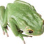 Frog (real)