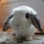 fluffy_bunny