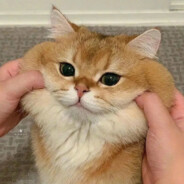 猫猫头不许捏