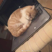 猫是一种距离单位