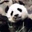 PandaBoss