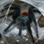 Chromatopelma cyaneopubescens