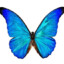 PINDOLA DE BORBOLETA