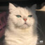 冷静猫猫头