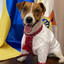 Джек Расел Патрон