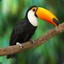 toucan