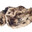 Dirty Rag