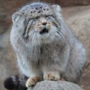 雷霆咆哮露露爪zhuadaye