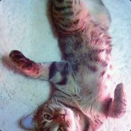 ho-. - steam id 76561197960599048