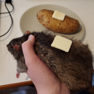 O’rat the ever Blessed