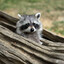 Raccon