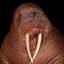 Walrus_bro15