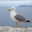 Cool Seagull