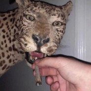 DOM